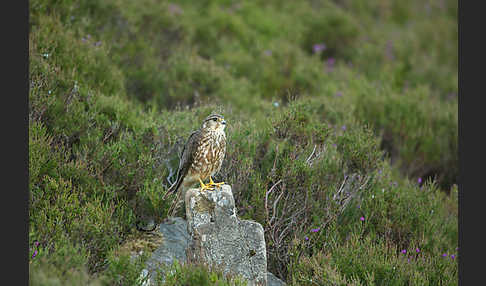 Merlin (Falco columbarius)