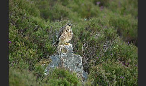 Merlin (Falco columbarius)