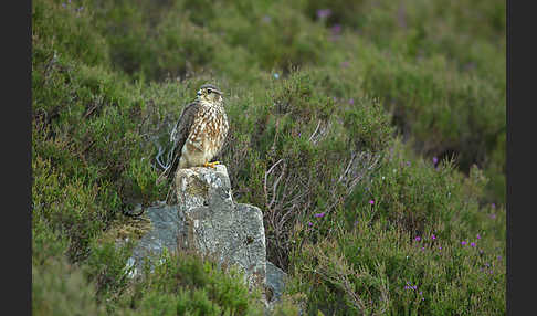 Merlin (Falco columbarius)