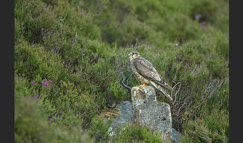 Merlin (Falco columbarius)