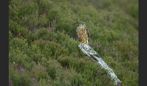 Merlin (Falco columbarius)