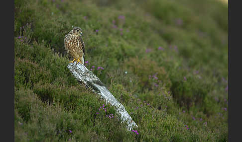 Merlin (Falco columbarius)