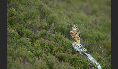 Merlin (Falco columbarius)