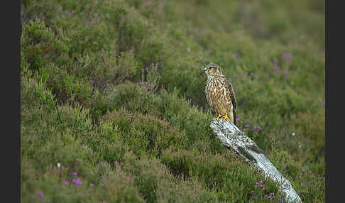 Merlin (Falco columbarius)