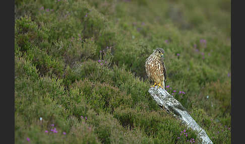 Merlin (Falco columbarius)