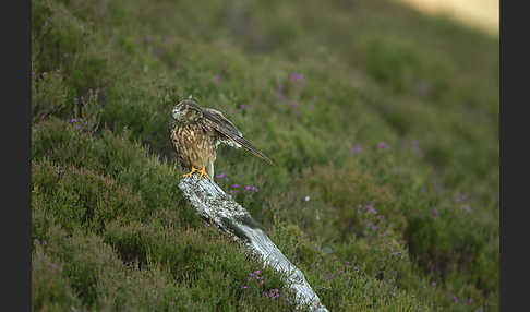 Merlin (Falco columbarius)