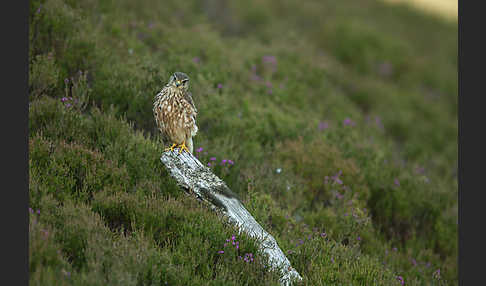 Merlin (Falco columbarius)