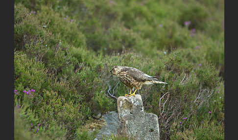 Merlin (Falco columbarius)