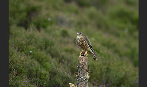 Merlin (Falco columbarius)