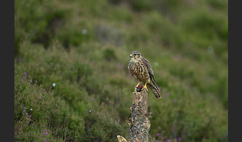 Merlin (Falco columbarius)