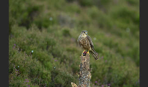 Merlin (Falco columbarius)