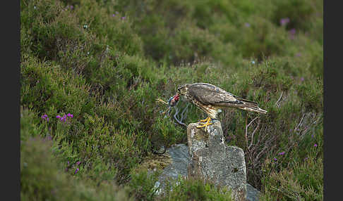 Merlin (Falco columbarius)