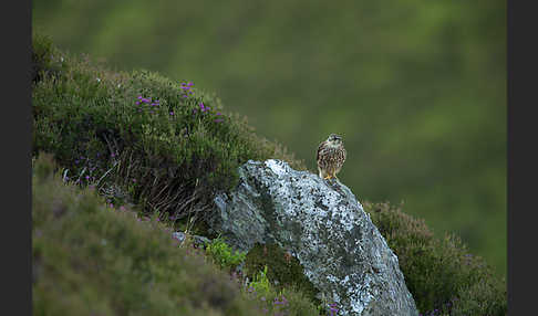 Merlin (Falco columbarius)