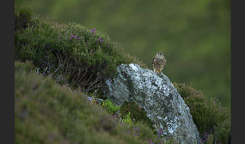 Merlin (Falco columbarius)