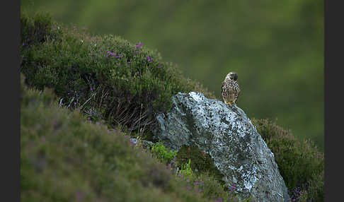 Merlin (Falco columbarius)