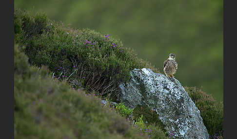 Merlin (Falco columbarius)