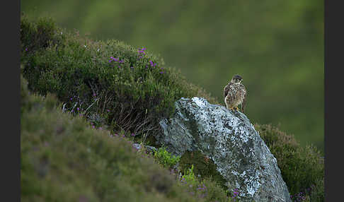 Merlin (Falco columbarius)