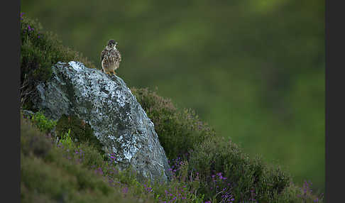 Merlin (Falco columbarius)