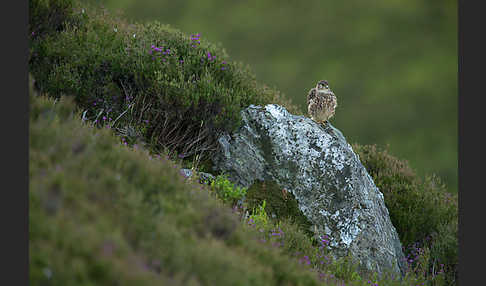 Merlin (Falco columbarius)