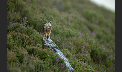 Merlin (Falco columbarius)