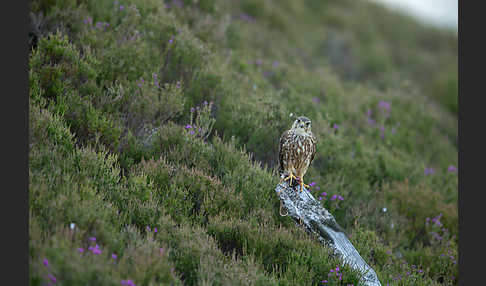 Merlin (Falco columbarius)