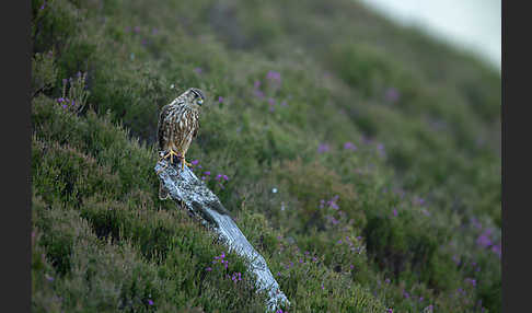 Merlin (Falco columbarius)