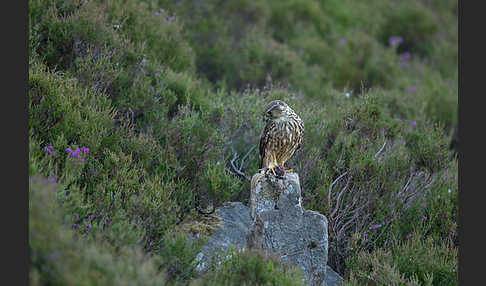 Merlin (Falco columbarius)