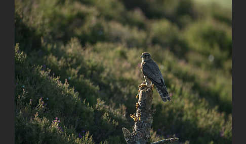 Merlin (Falco columbarius)