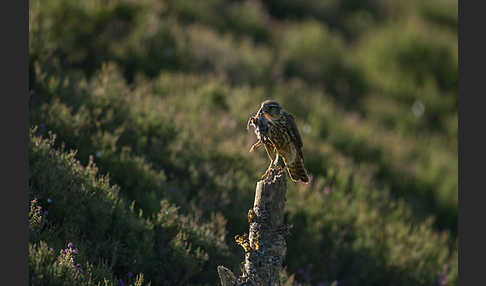 Merlin (Falco columbarius)