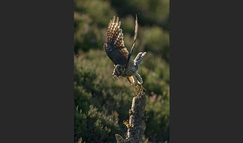 Merlin (Falco columbarius)