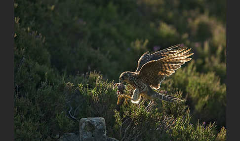 Merlin (Falco columbarius)