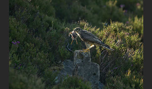 Merlin (Falco columbarius)