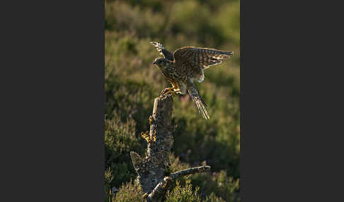 Merlin (Falco columbarius)