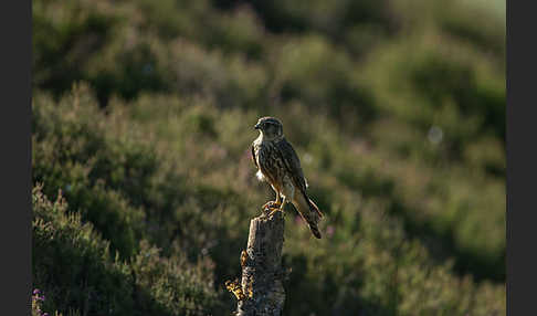 Merlin (Falco columbarius)