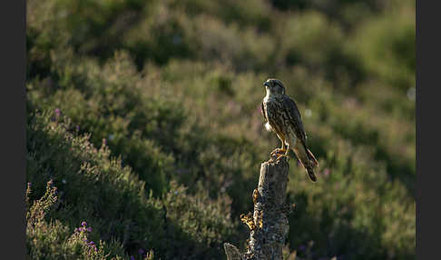 Merlin (Falco columbarius)