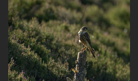 Merlin (Falco columbarius)