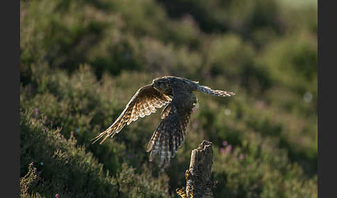 Merlin (Falco columbarius)