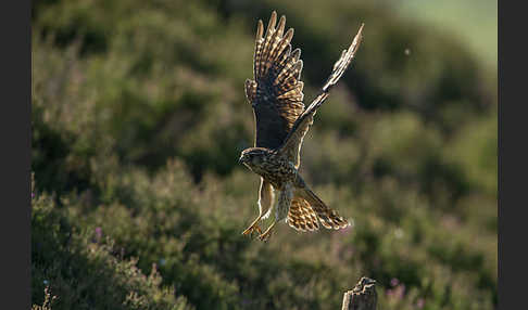 Merlin (Falco columbarius)