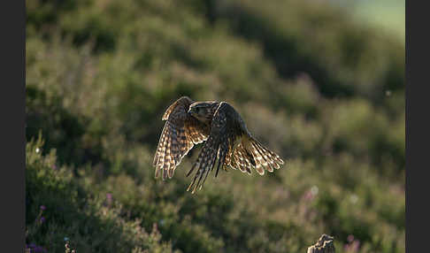 Merlin (Falco columbarius)