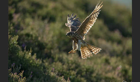 Merlin (Falco columbarius)