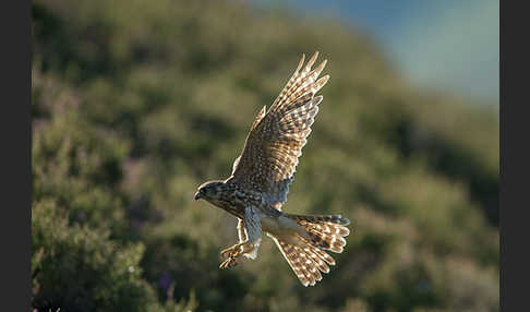 Merlin (Falco columbarius)