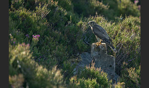 Merlin (Falco columbarius)