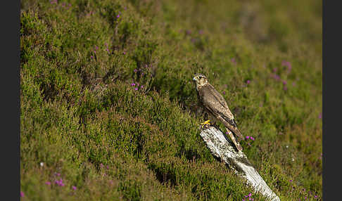 Merlin (Falco columbarius)