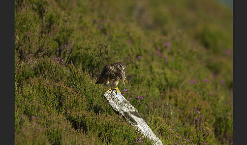 Merlin (Falco columbarius)