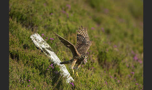 Merlin (Falco columbarius)