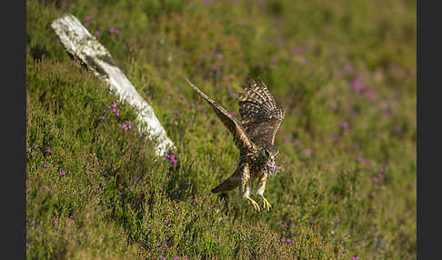 Merlin (Falco columbarius)