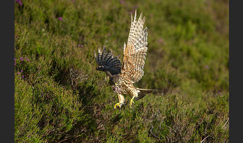 Merlin (Falco columbarius)