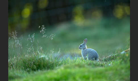 Wildkaninchen (Oryctolagus cuniculus)