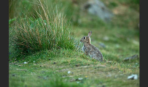 Wildkaninchen (Oryctolagus cuniculus)