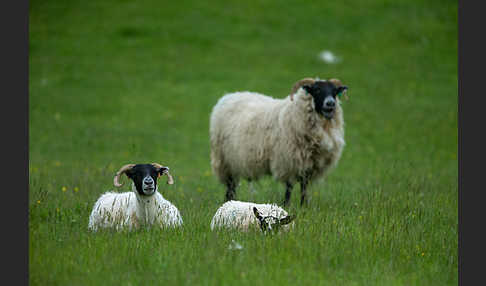 Hausschaf (Ovis gmelini aries)